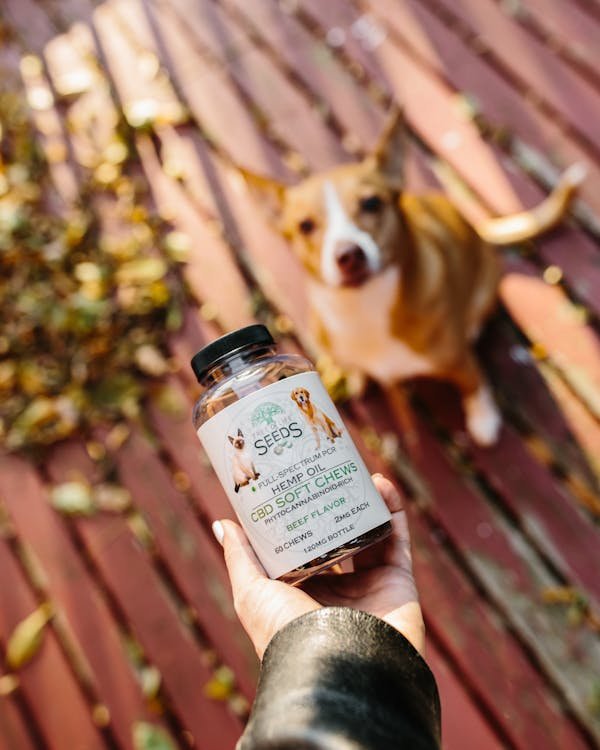 Découvrez les bienfaits du chanvre sur votre chien